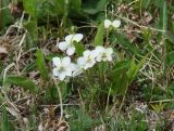 Viola patrinii