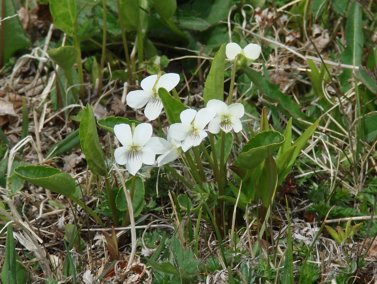 Image of Viola patrinii specimen.