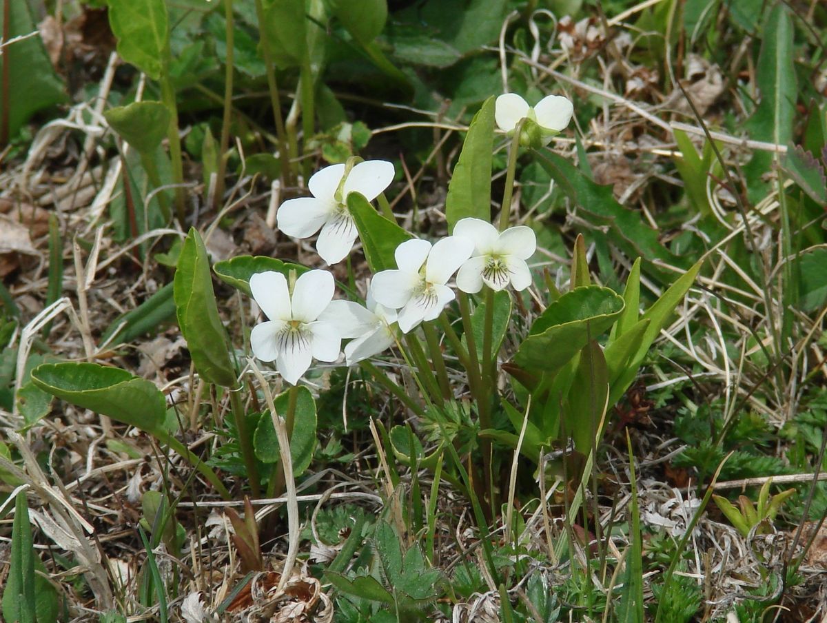 Изображение особи Viola patrinii.