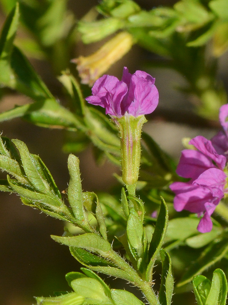 Image of Cuphea hyssopifolia specimen.