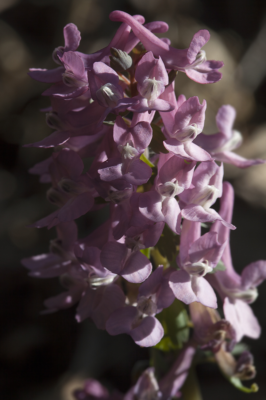 Изображение особи Corydalis solida.