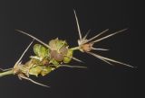 Lomandra longifolia