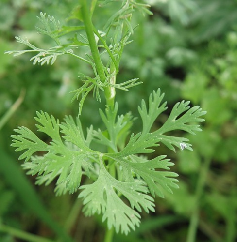 Image of Coriandrum sativum specimen.
