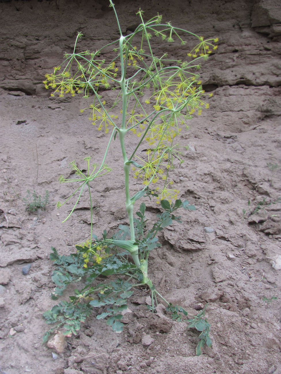 Image of Ferula tuberifera specimen.