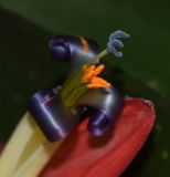 Billbergia lietzei