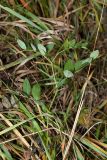 Lathyrus pisiformis. Вегетирующее растение. Ленинградская обл., Гатчинский р-н, окр. с. Елизаветино, разнотравно-злаковый луг на опушке рощицы. 12.10.2018.