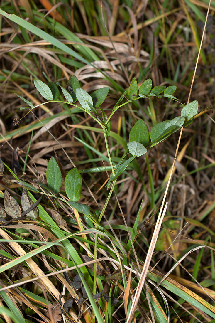 Image of Lathyrus pisiformis specimen.