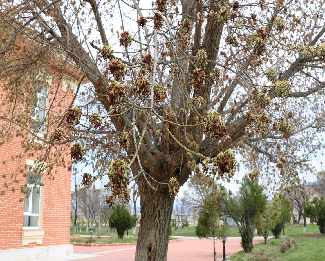 Image of Acer negundo specimen.