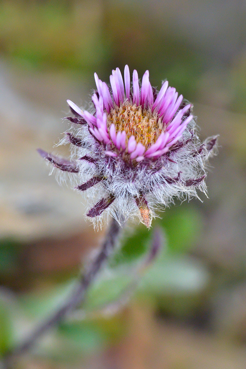 Image of Erigeron uniflorus specimen.