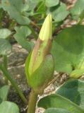 Calystegia soldanella. Бутон. Крым, окр. Евпатории, берег моря, среди псаммофитной растительности. 26 мая 2018 г.