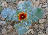 Glaucium corniculatum