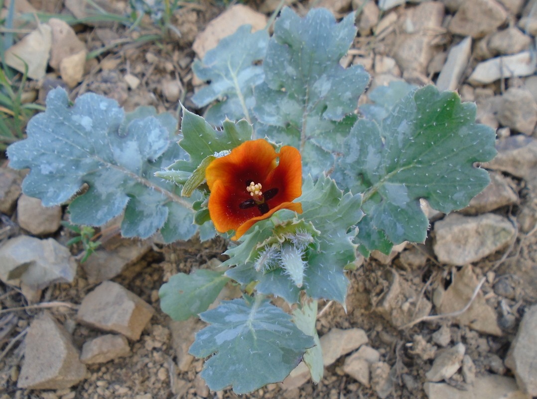 Image of Glaucium corniculatum specimen.