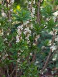 Daphne mezereum. Побеги с соцветиями и молодыми листьями (культивар). Кировская обл., г. Киров, Ботанический сад Вятского государственного университета, в культуре. 10.05.2019.