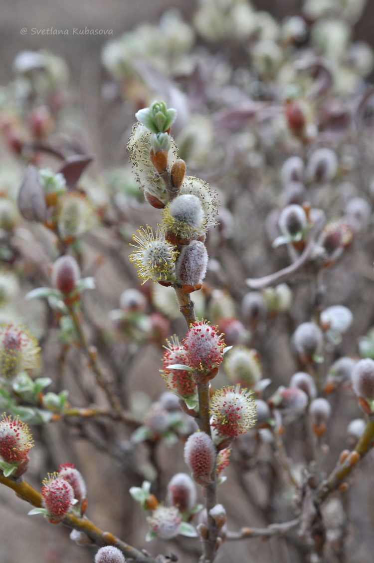 Image of Salix helvetica specimen.