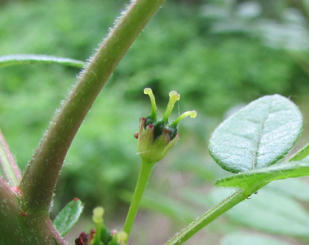 Изображение особи Zanthoxylum americanum.