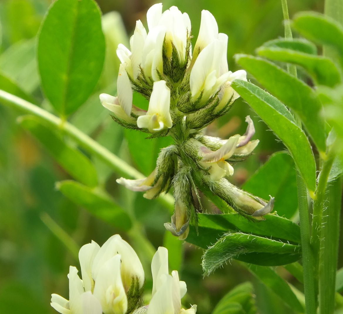 Image of Astragalus hamosus specimen.