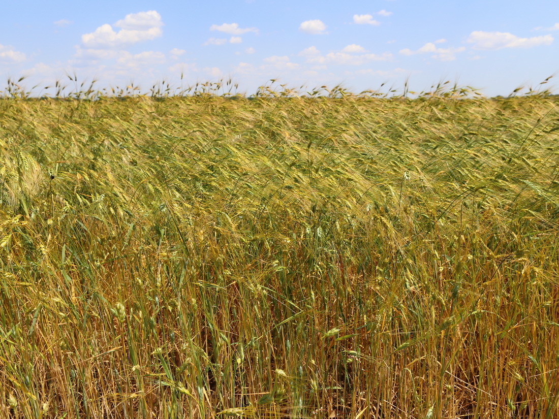 Изображение особи Triticum dicoccum.