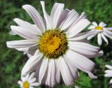 Pyrethrum coccineum