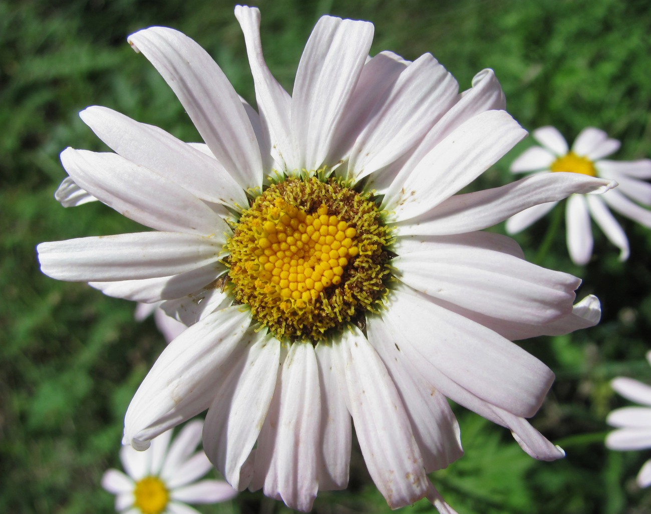 Изображение особи Pyrethrum coccineum.