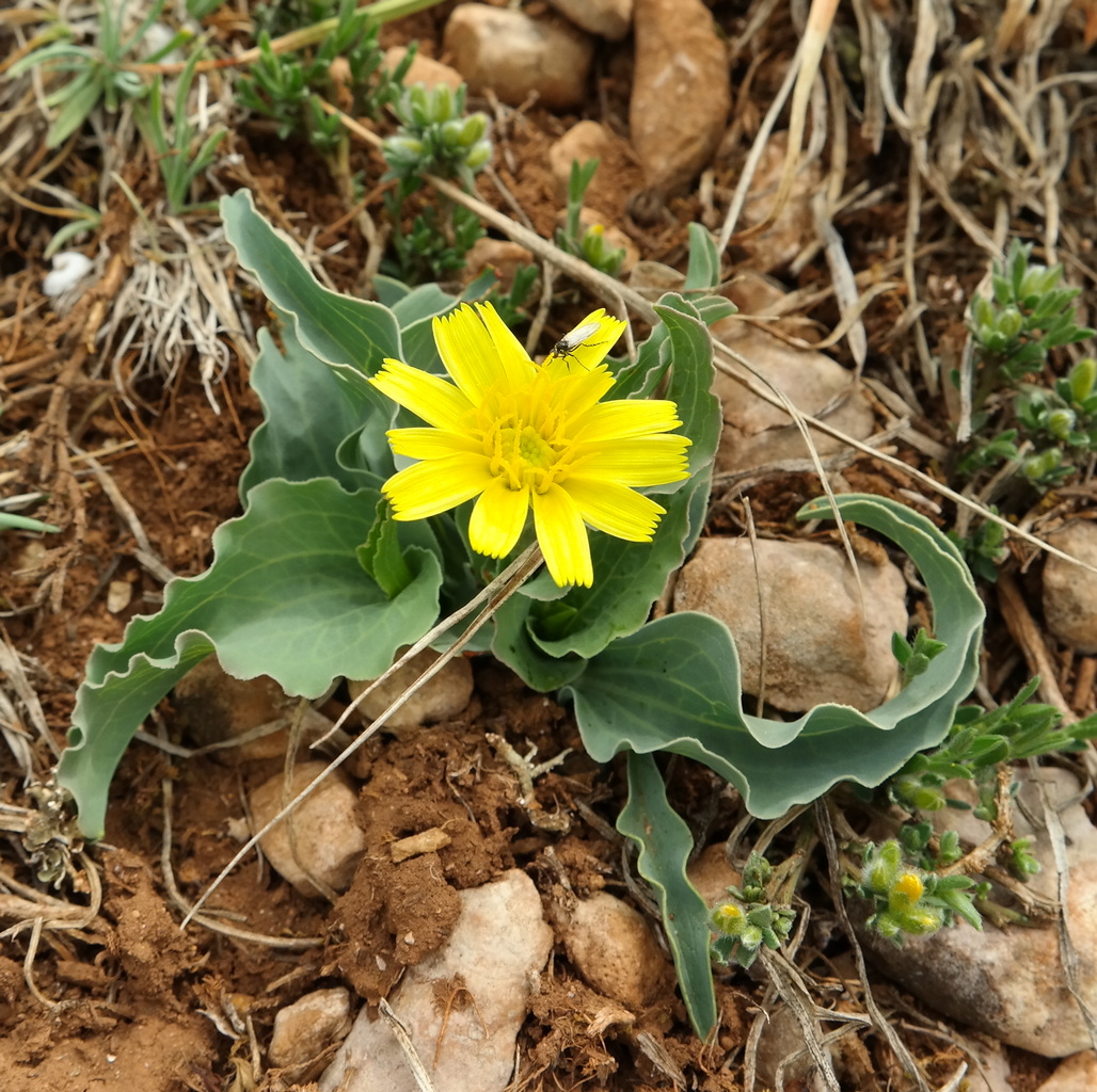 Изображение особи Scorzonera crispa.