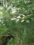 Trifolium montanum