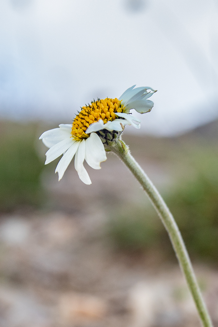 Изображение особи Anthemis saportana.