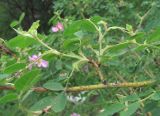 genus Rosa. Часть ветви. Дагестан, Левашинский р-н, окр. с. Цудахар, ок. 1200 м н.у.м., редколесье на склоне. 11.06.2019.