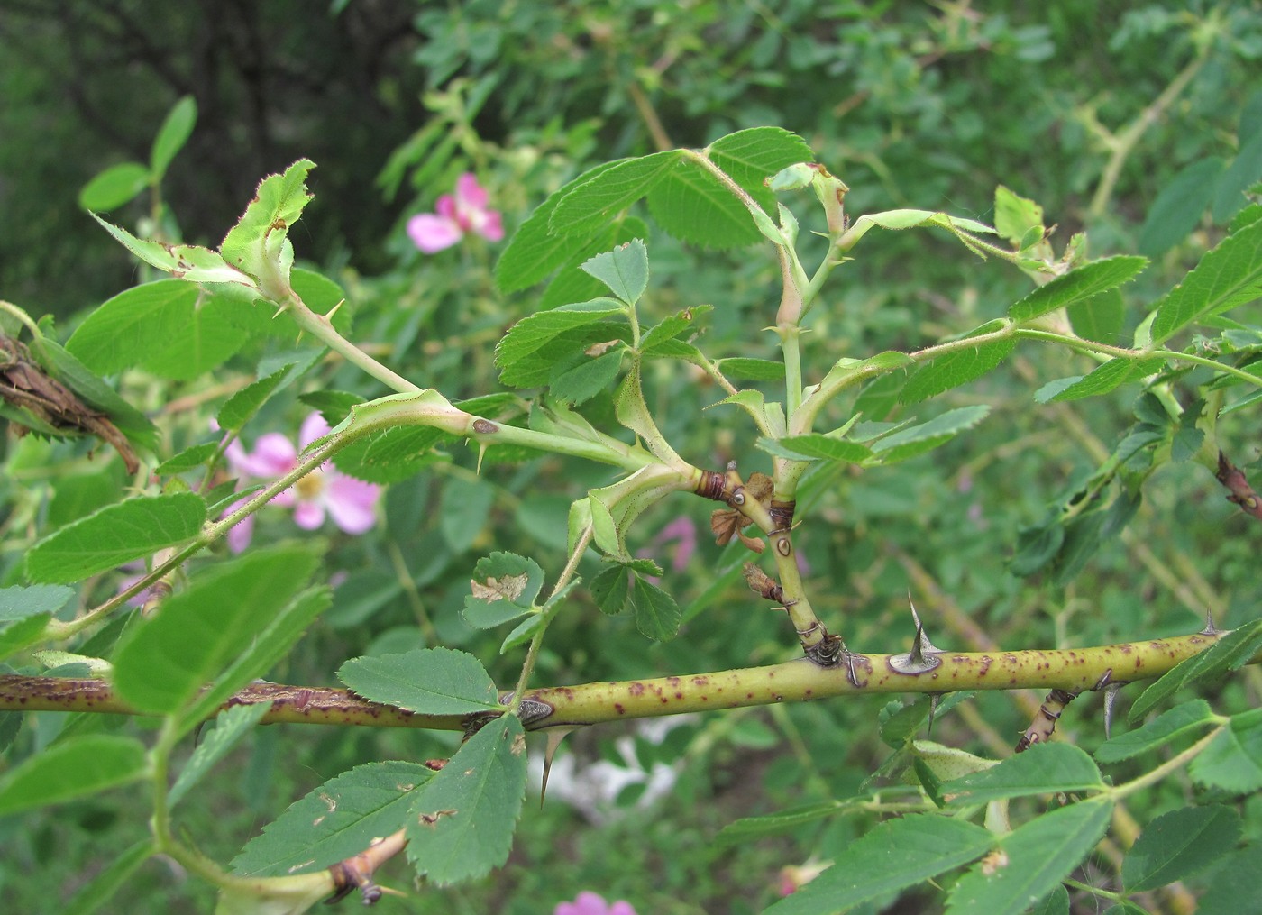 Image of genus Rosa specimen.