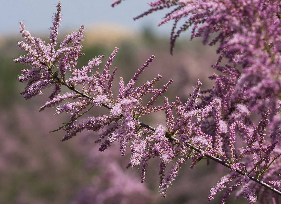 Изображение особи Tamarix ramosissima.