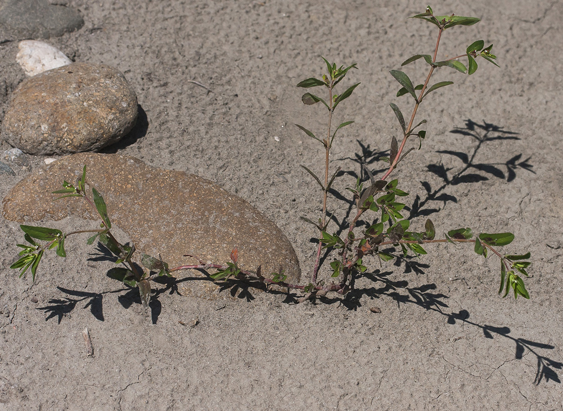 Image of Euphorbia nutans specimen.