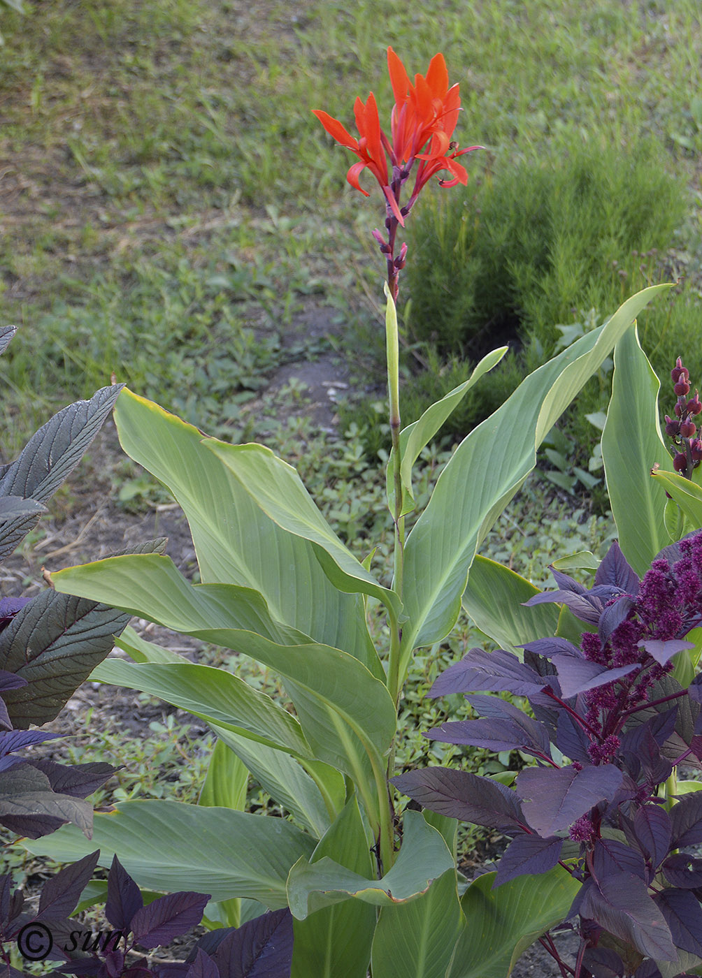 Изображение особи Canna indica.