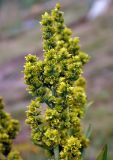 Veratrum lobelianum. Соцветие. Башкирия, Белорецкий р-н, гора Большой Иремель, ≈ 1300 м н.у.м., субальпийский луг. 30.07.2019.