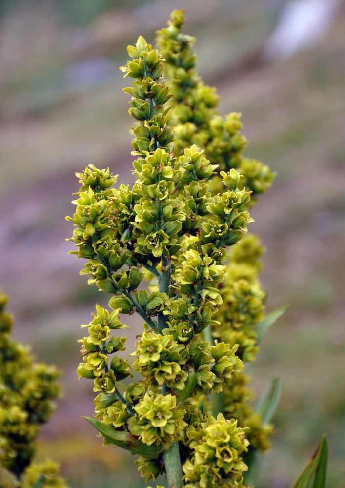 Изображение особи Veratrum lobelianum.