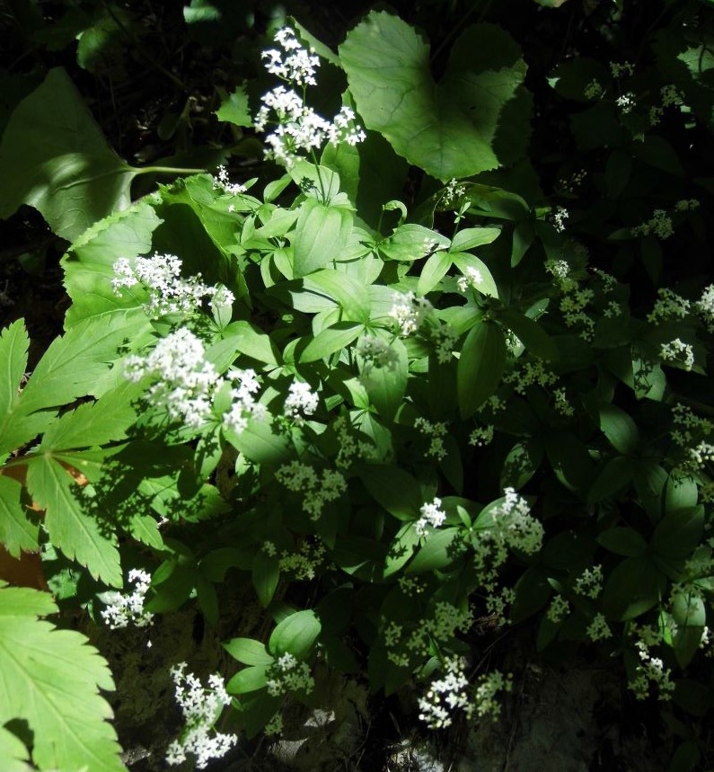 Image of Galium valantioides specimen.