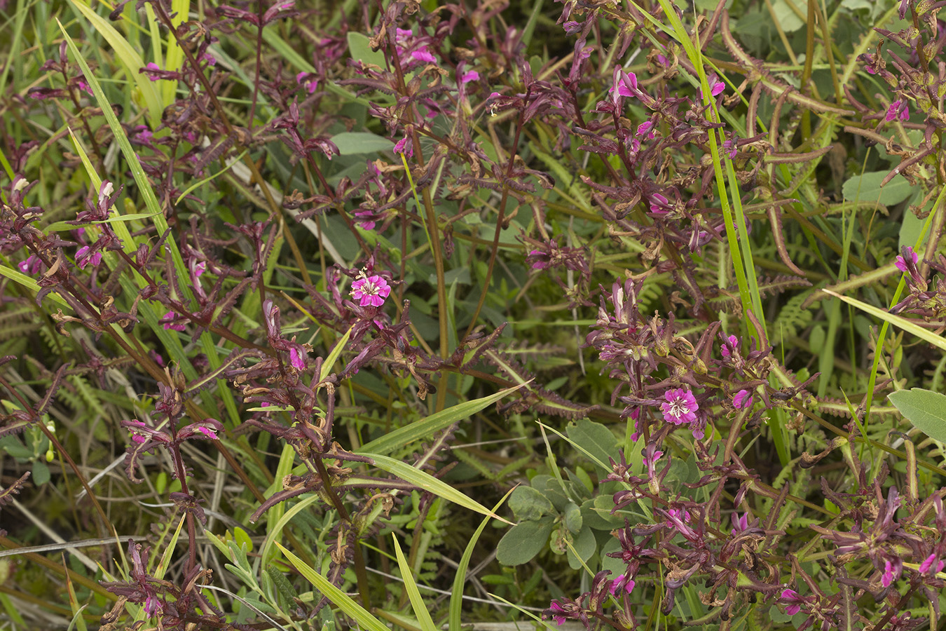 Image of Pedicularis adunca specimen.