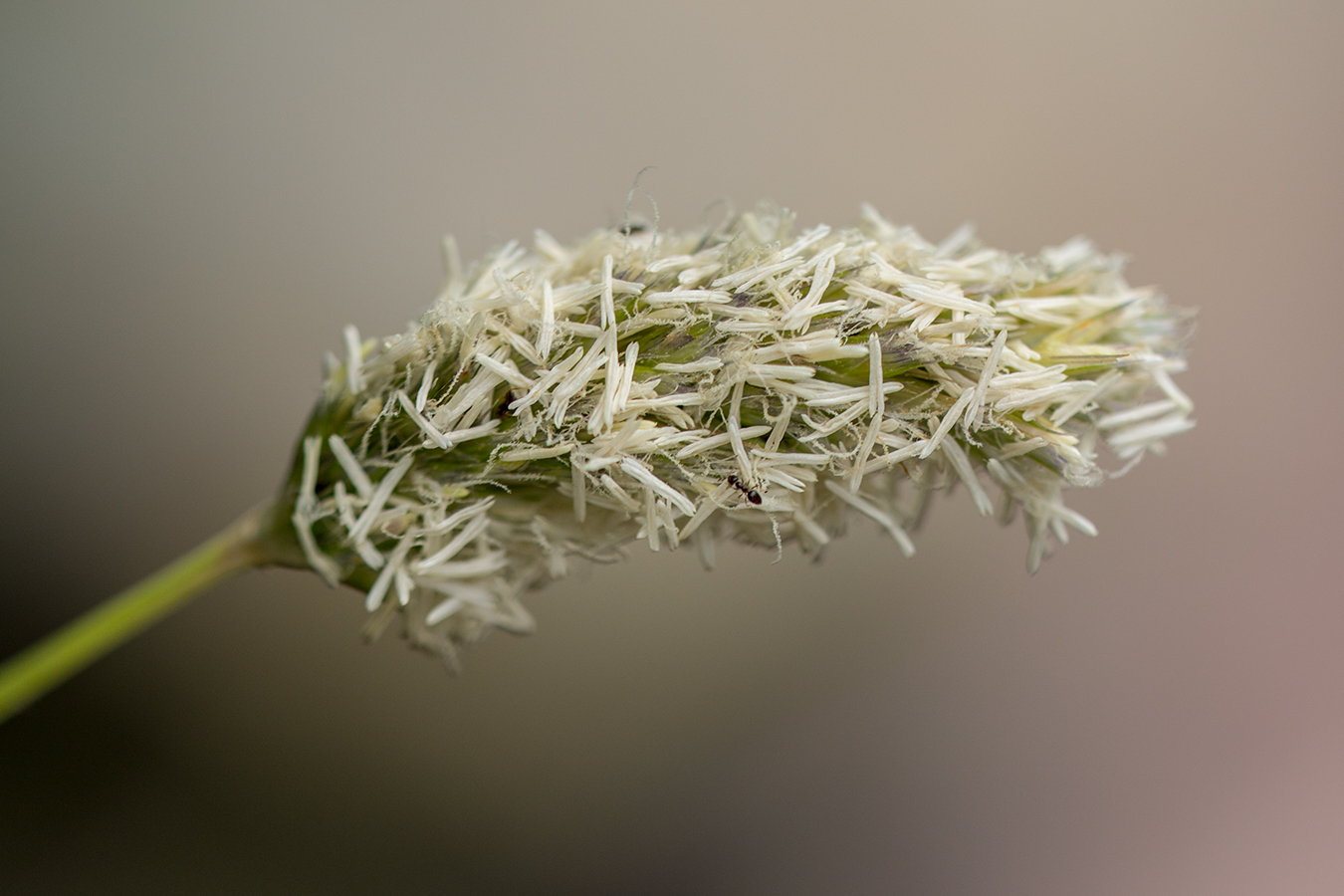 Image of genus Alopecurus specimen.