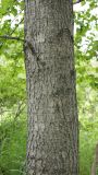 Populus suaveolens. Часть ствола взрослого дерева. Камчатский край, Елизовский р-н, окр. оз. Светлое, лиственный лес. 20.07.2019.