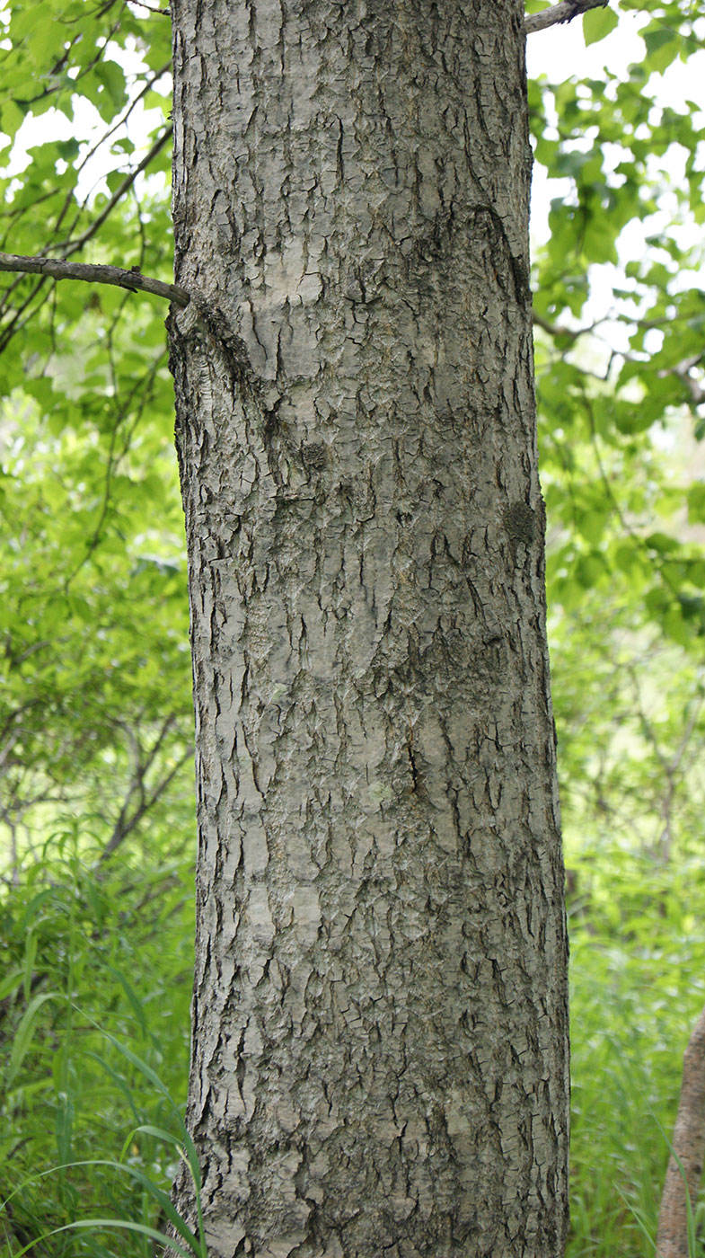 Изображение особи Populus suaveolens.