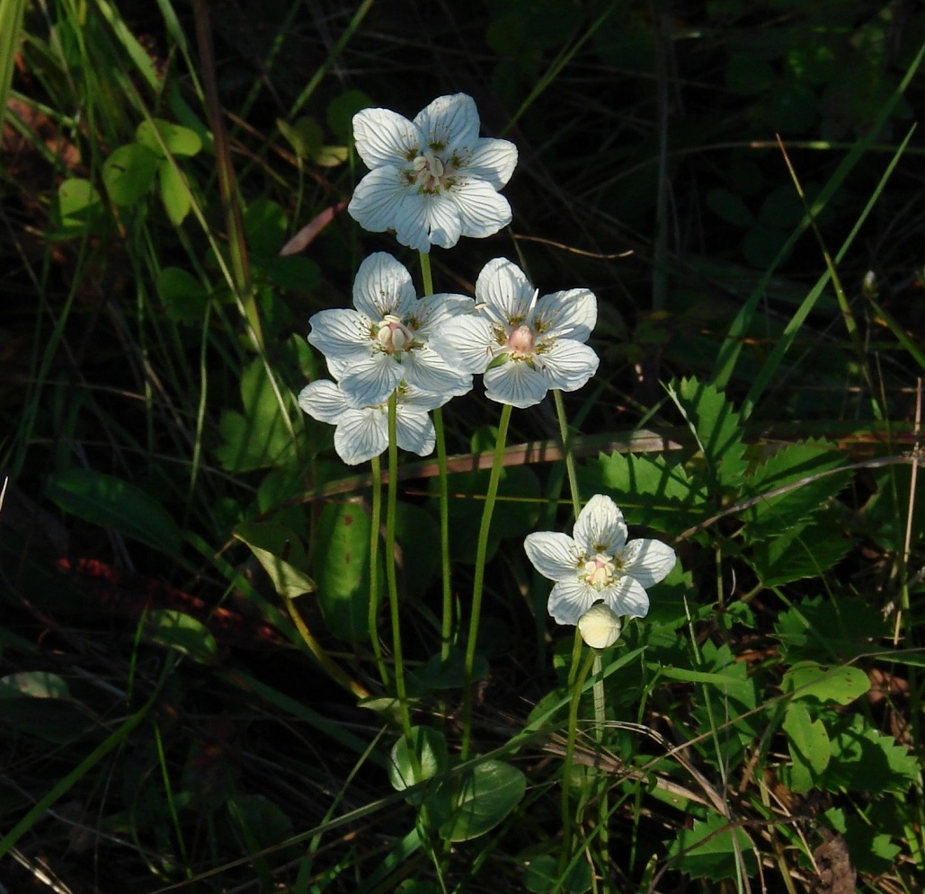 Image of Parnassia palustris specimen.