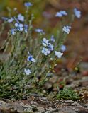 genus Eritrichium