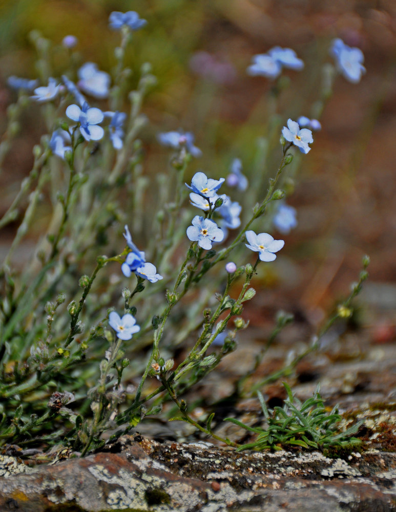 Image of genus Eritrichium specimen.