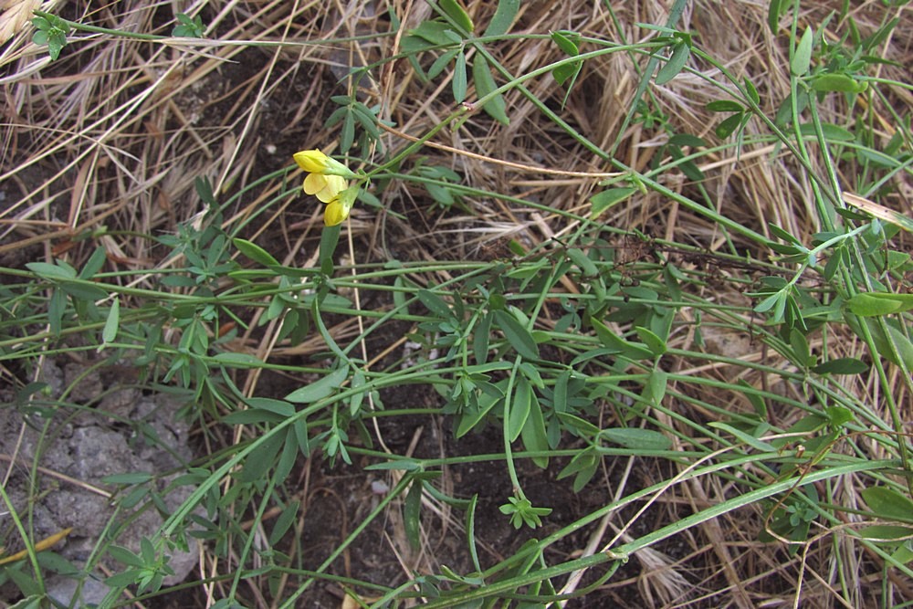 Image of Lotus tenuis specimen.