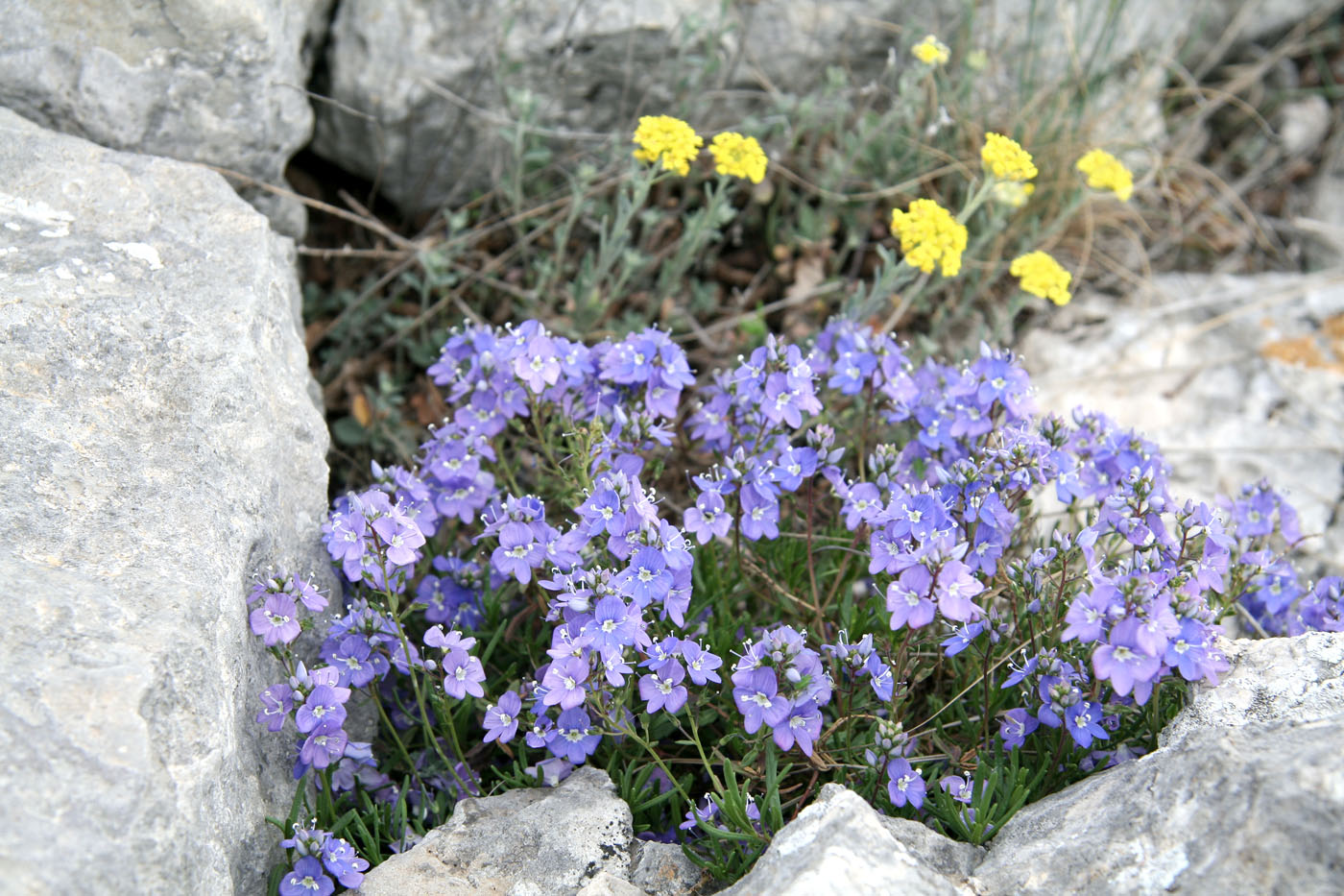 Image of Veronica taurica specimen.