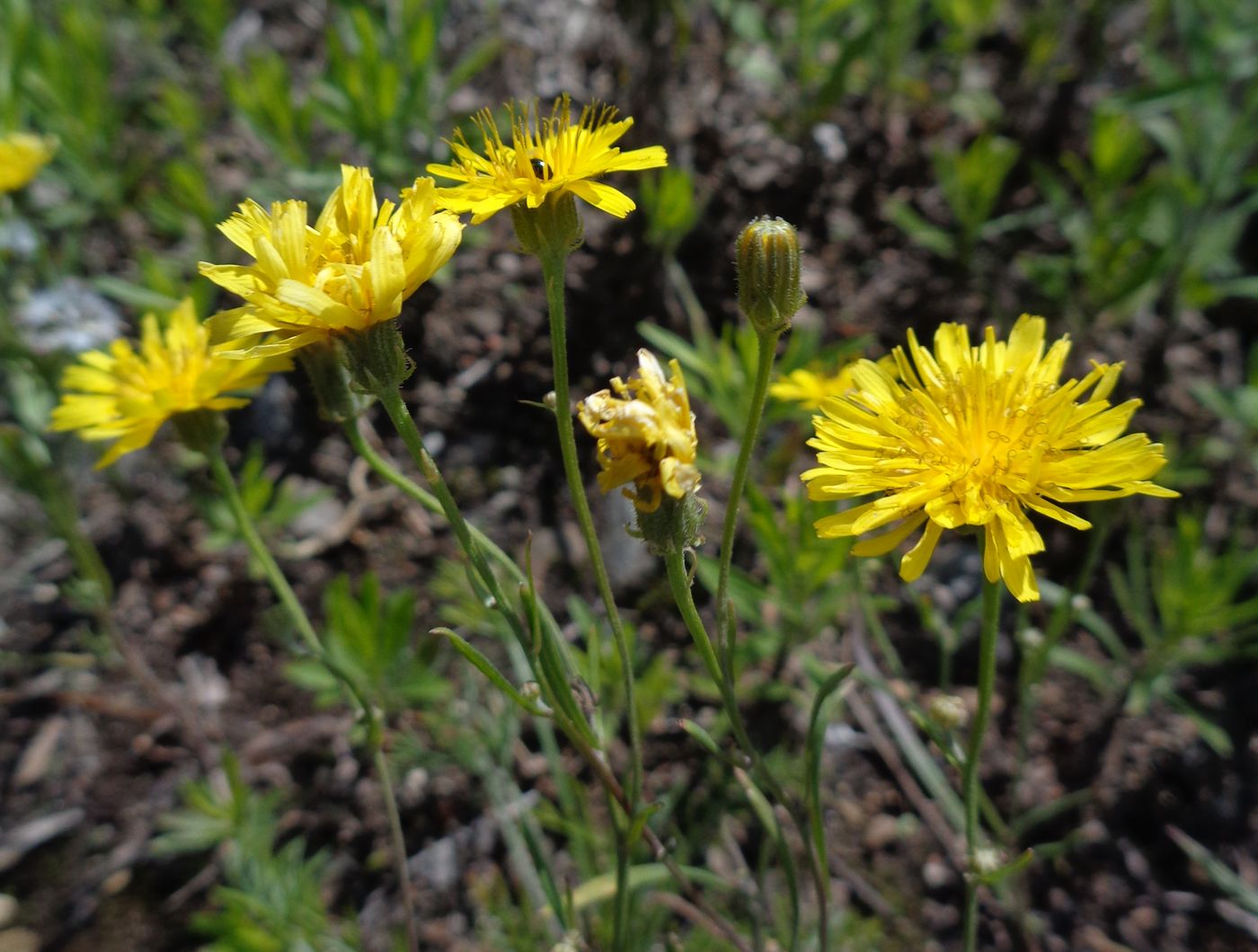 Изображение особи Crepis tectorum.