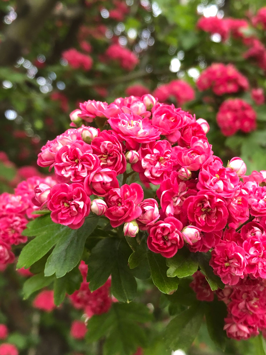 Image of Crataegus &times; media specimen.