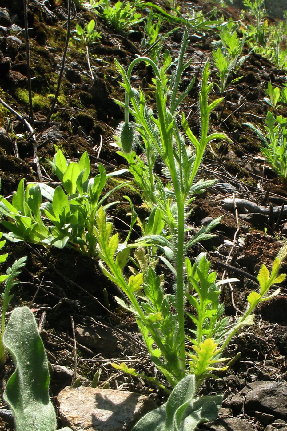 Изображение особи Papaver dubium.