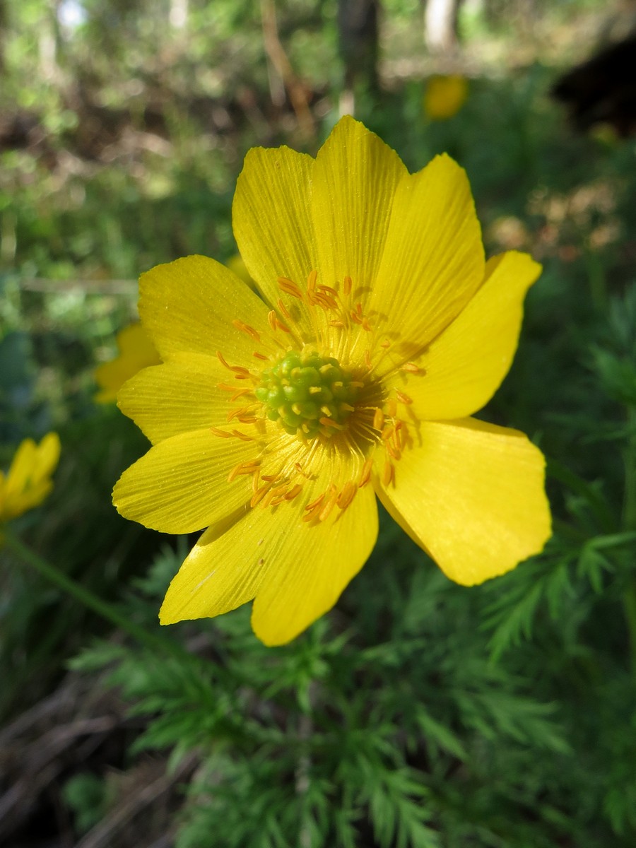 Image of Adonis apennina specimen.