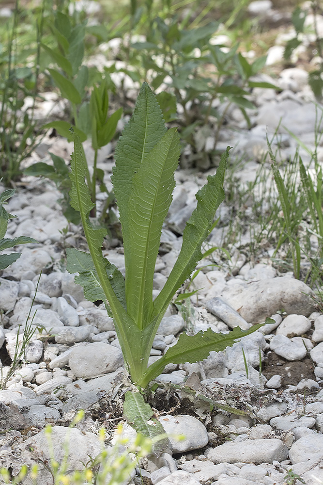 Image of Dipsacus fullonum specimen.