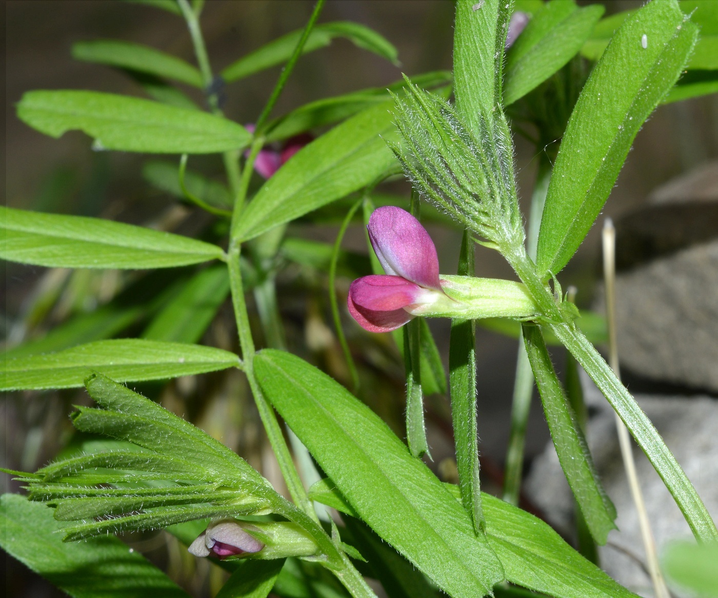 Изображение особи Vicia angustifolia.