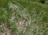 genus Stipa